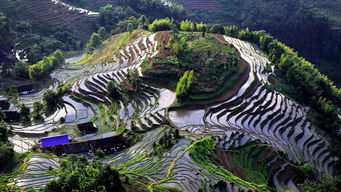 紫鵲界盛裝啟航，9月8日正式向游客開放，園區(qū)管理服務(wù)全面升級(jí)